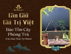 Gìn Giữ Giá Trị Việt, Bảo Tồn Cây Phòng Trà, Cây Khai Thác Tự Nhiên