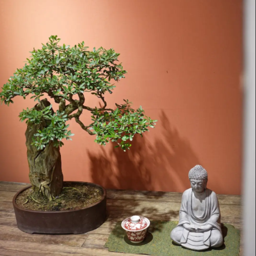 Linh Sam - Cây Cảnh Hoa Xinh, Mang Sự May Mắn Cho Gia Chủ