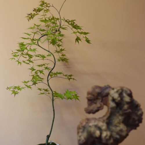 Phong - Cây Cảnh Đẹp, Giúp Thanh Lọc Không Khí Trong Nhà