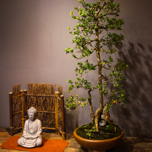 Hải Châu - Cây Cảnh Đặc Biệt, Làm Đẹp Không Gian Sống