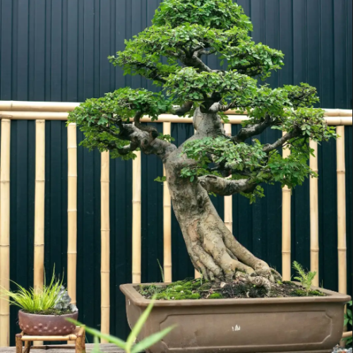 Du Tàu - Biểu tượng của sự vững chãi, bền bỉ và trường tồn qua thời gian