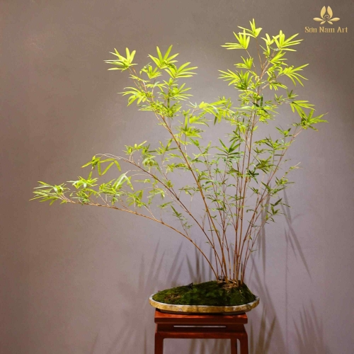 Hồng Trúc - Cây Cảnh Lợi Lộc, Mang Vẻ Đẹp Thanh Tịnh