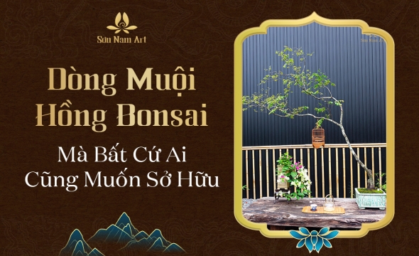 Dòng Muội Hồng Bonsai Bất Cứ Ai Cũng Muốn Sở Hữu