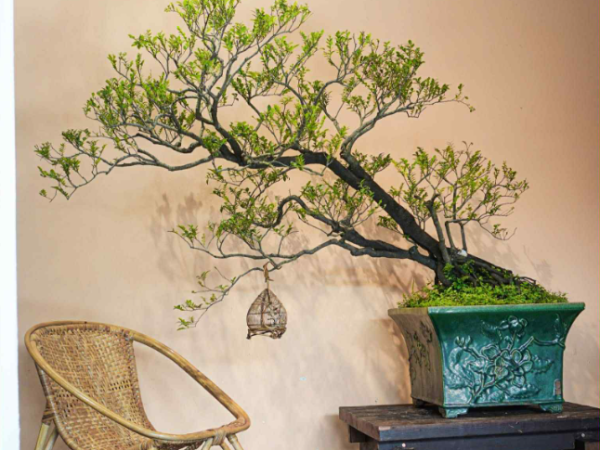 Cây Bonsai