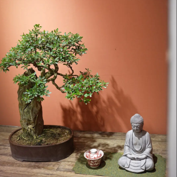 Linh Sam - Cây Cảnh Hoa Xinh, Mang Sự May Mắn Cho Gia Chủ
