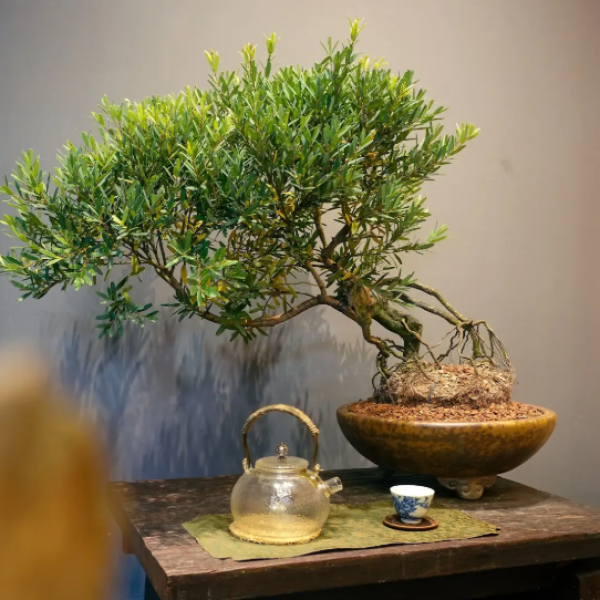 Tùng Ngọc - Cây Cảnh Tường Vinh, Mang Tài Lộc Và Bình An