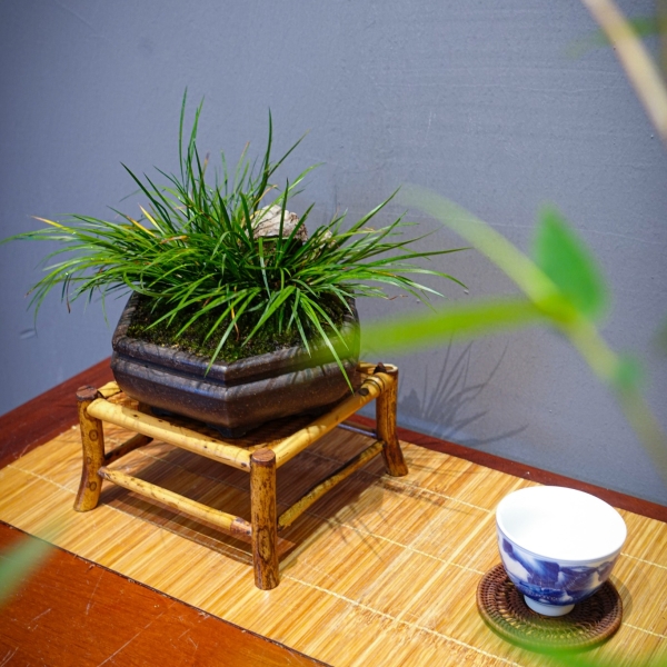 Đôn Trúc Hoa Mai mang năng lượng mộc mạc, nhẹ nhàng, tạo nên khí chất cho không gian trà thất