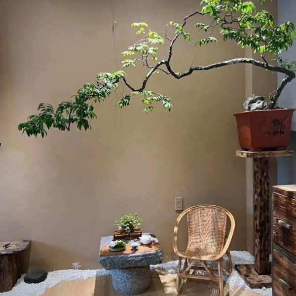 Muội Hồng - Cây Cảnh Độc Đáo, Tôn Vinh Không Gian Sống