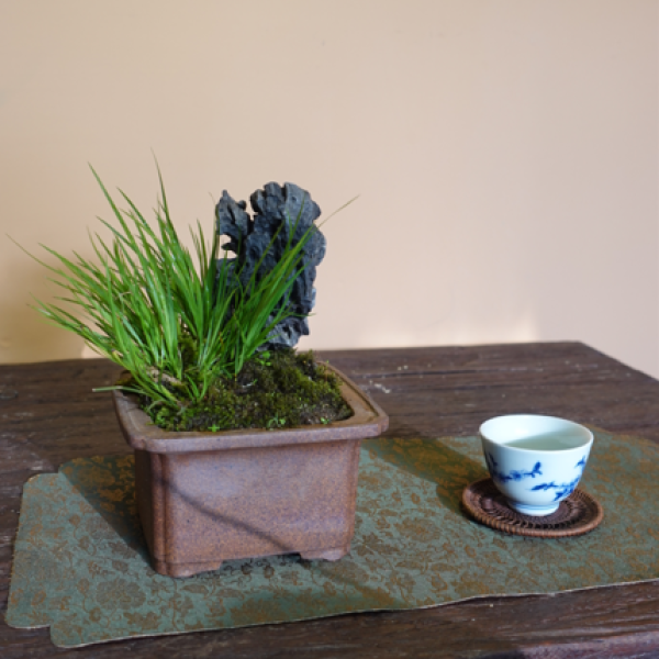 Hoàng Kim Cơ - Cây Cảnh Vàng, Mang Lại Sự Phú Quý