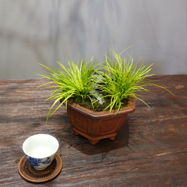 Hoàng Kim Cơ - Cây Cảnh Vàng, Mang Lại Sự Phú Quý