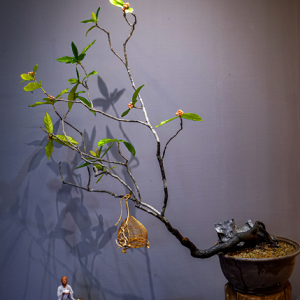 Mẫu Đơn - Cây Cảnh Hoa Đẹp, Mang Tài Lộc Cho Gia Chủ