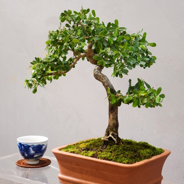 Linh Sam - Cây Cảnh Hoa Xinh, Mang Sự May Mắn Cho Gia Chủ