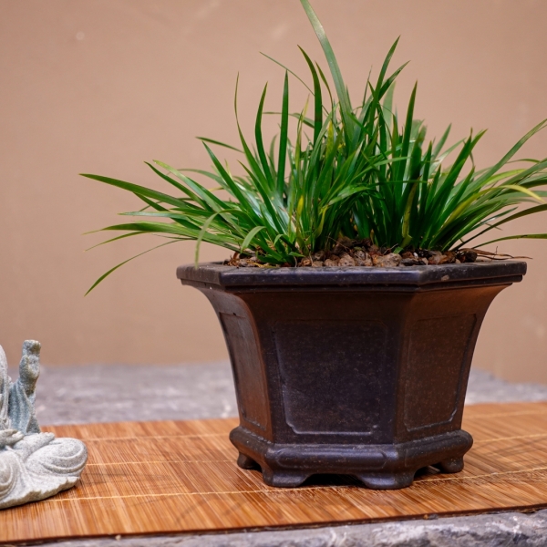 Kim Tiền - Cây Cảnh Phong Thủy, Mang Lại Tài Lộc Và Thịnh Vượng