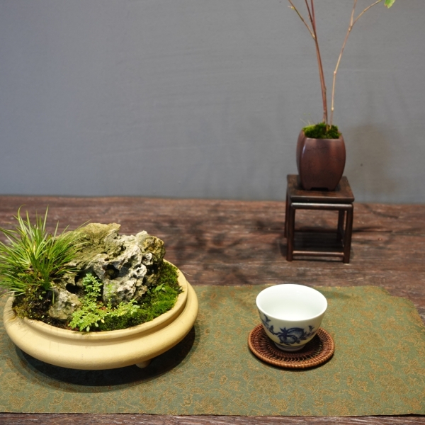 Hổ Tu - Cây Cảnh Quyến Rũ, Tôn Vinh Không Gian Sống
