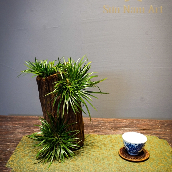 Kim Tiền - Cây Cảnh Phong Thủy, Mang Lại Tài Lộc Và Thịnh Vượng