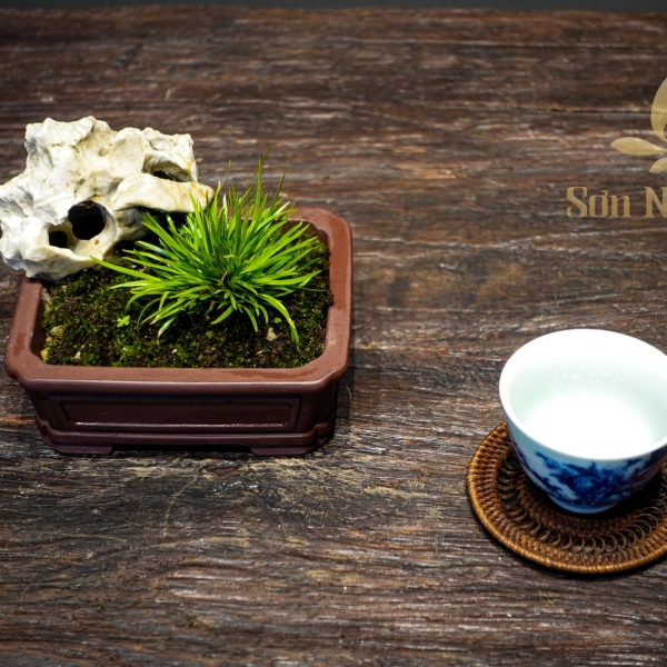 Hoàng Kim Cực Cơ - Cây Cảnh Độc Đáo, Thêm Phẩm Vị Cho Không Gian