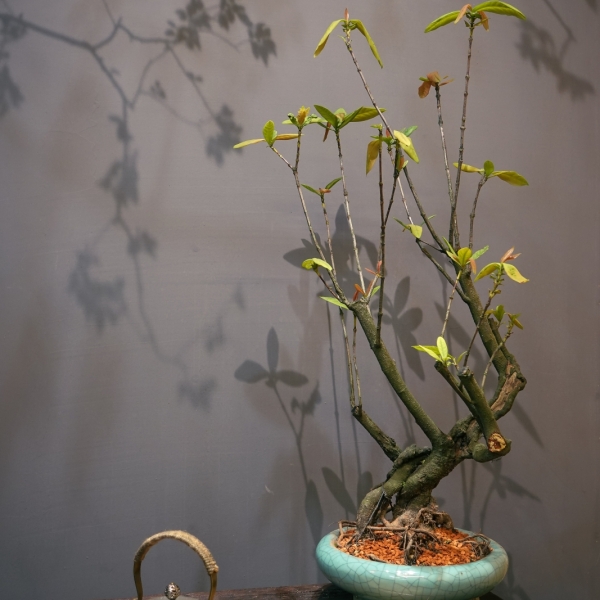 Mẫu Đơn - Cây Cảnh Hoa Đẹp, Mang Tài Lộc Cho Gia Chủ