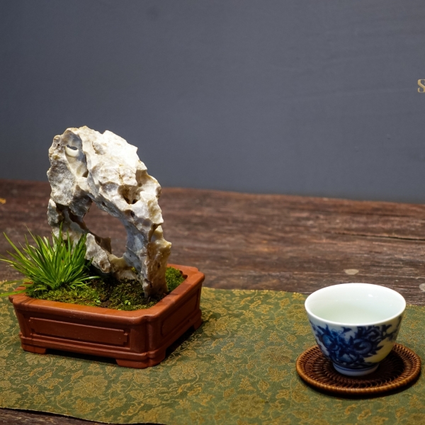 Hoàng Kim Cực Cơ - Cây Cảnh Độc Đáo, Thêm Phẩm Vị Cho Không Gian