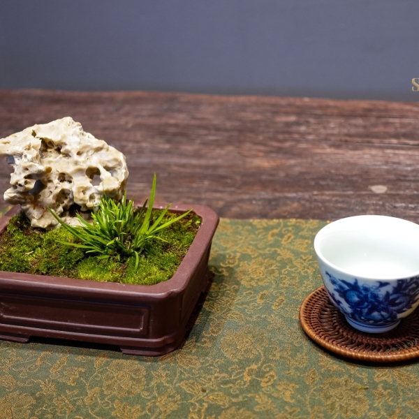 Hoàng Kim Cực Cơ - Cây Cảnh Độc Đáo, Thêm Phẩm Vị Cho Không Gian