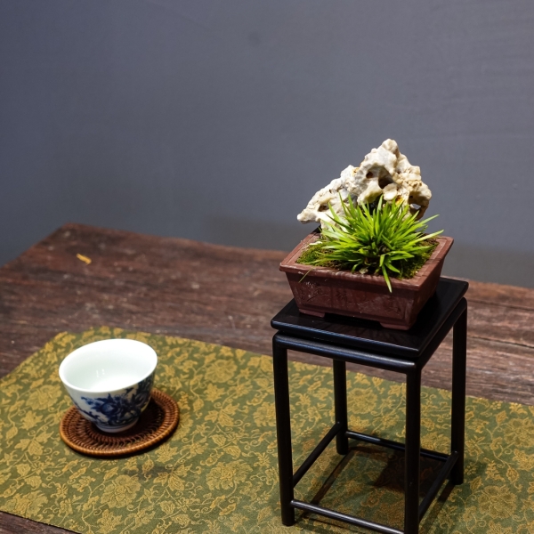 Hoàng Kim Cực Cơ - Cây Cảnh Độc Đáo, Thêm Phẩm Vị Cho Không Gian