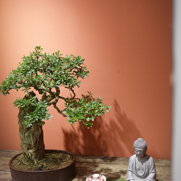 Linh Sam - Cây Cảnh Hoa Xinh, Mang Sự May Mắn Cho Gia Chủ