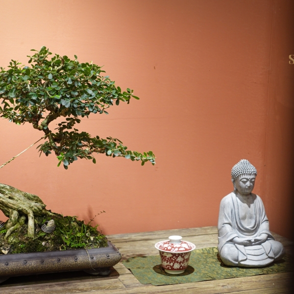 Linh Sam - Cây Cảnh Hoa Xinh, Mang Sự May Mắn Cho Gia Chủ