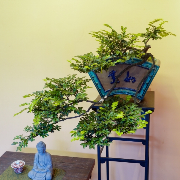Tùng Đen - Cây Cảnh Bền Bỉ, Mang Lại May Mắn Và Sức Khỏe