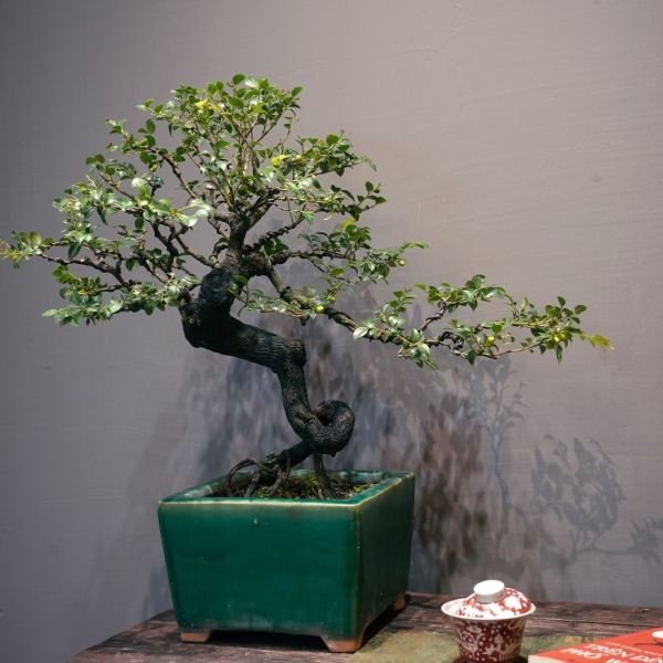 Tùng Đen - Cây Cảnh Bền Bỉ, Mang Lại May Mắn Và Sức Khỏe