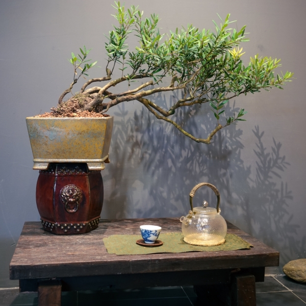 Tùng Ngọc - Cây Cảnh Tường Vinh, Mang Tài Lộc Và Bình An