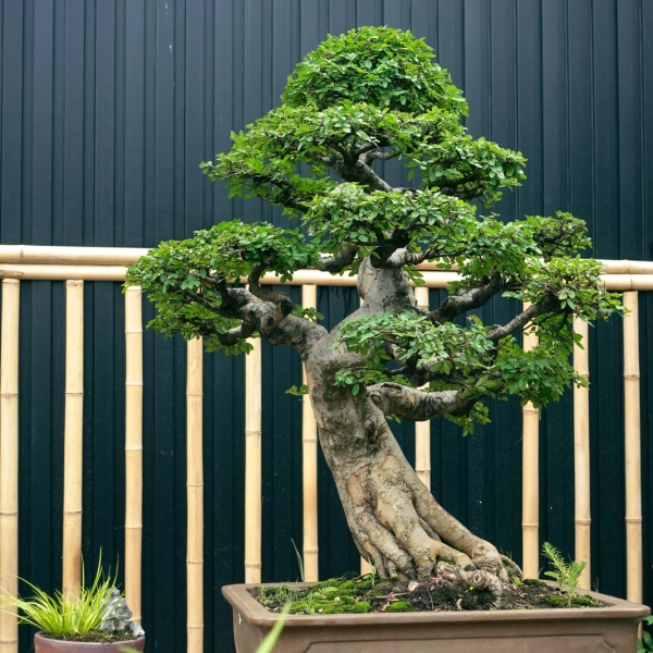 Du Tàu - Biểu tượng của sự vững chãi, bền bỉ và trường tồn qua thời gian
