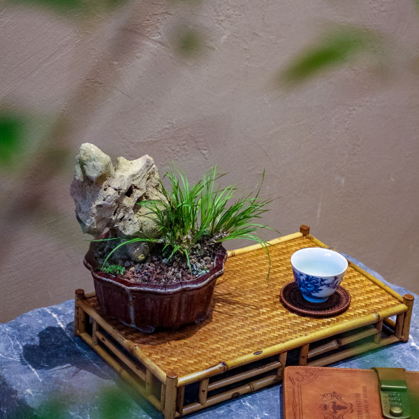 Hổ Tu - Cây Cảnh Quyến Rũ, Tôn Vinh Không Gian Sống