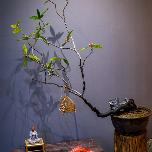 Mẫu Đơn - Cây Cảnh Hoa Đẹp, Mang Tài Lộc Cho Gia Chủ