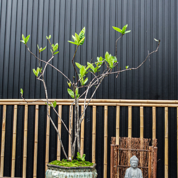 Mẫu Đơn - Cây Cảnh Hoa Đẹp, Mang Tài Lộc Cho Gia Chủ