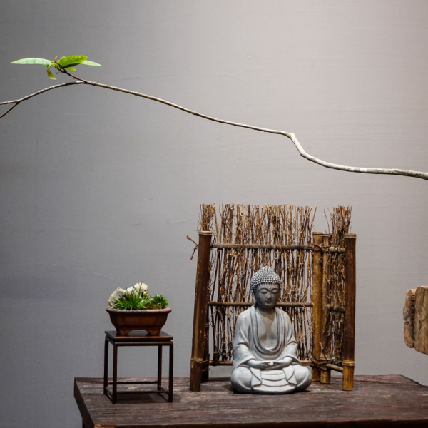 Mẫu Đơn - Cây Cảnh Hoa Đẹp, Mang Tài Lộc Cho Gia Chủ