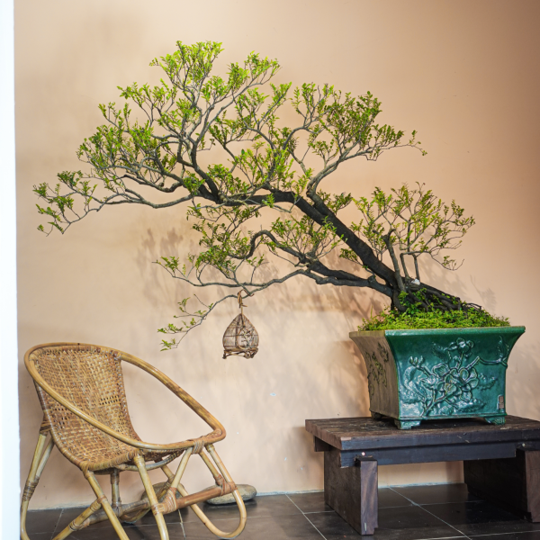 Tùng Đen - Cây Cảnh Bền Bỉ, Mang Lại May Mắn Và Sức Khỏe