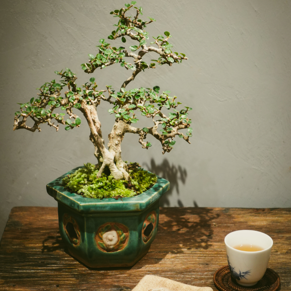 Sam Núi - Thể hiện sự dẻo dai, kiên cường và sức sống mạnh mẽ giữa núi rừng.