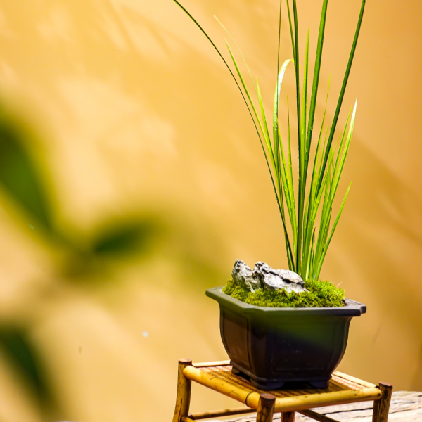 Long Nguyệt - Cây Cảnh Thanh Tao, Mang May Mắn Và Tài Lộc
