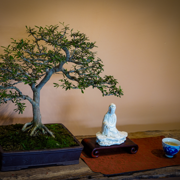Linh Sam - Cây Cảnh Hoa Xinh, Mang Sự May Mắn Cho Gia Chủ