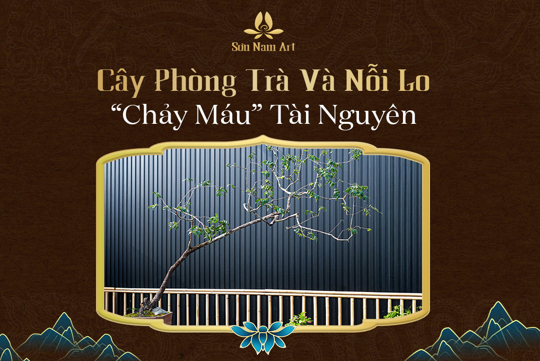 Cây phòng trà và nỗi lo "chảy máu" tài nguyên