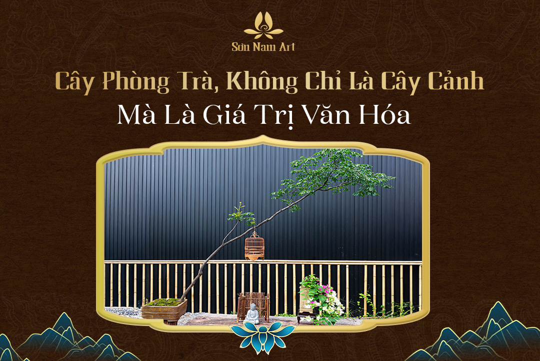 Cây phòng trà không chỉ là cây cảnh mà là giá trị văn hóa