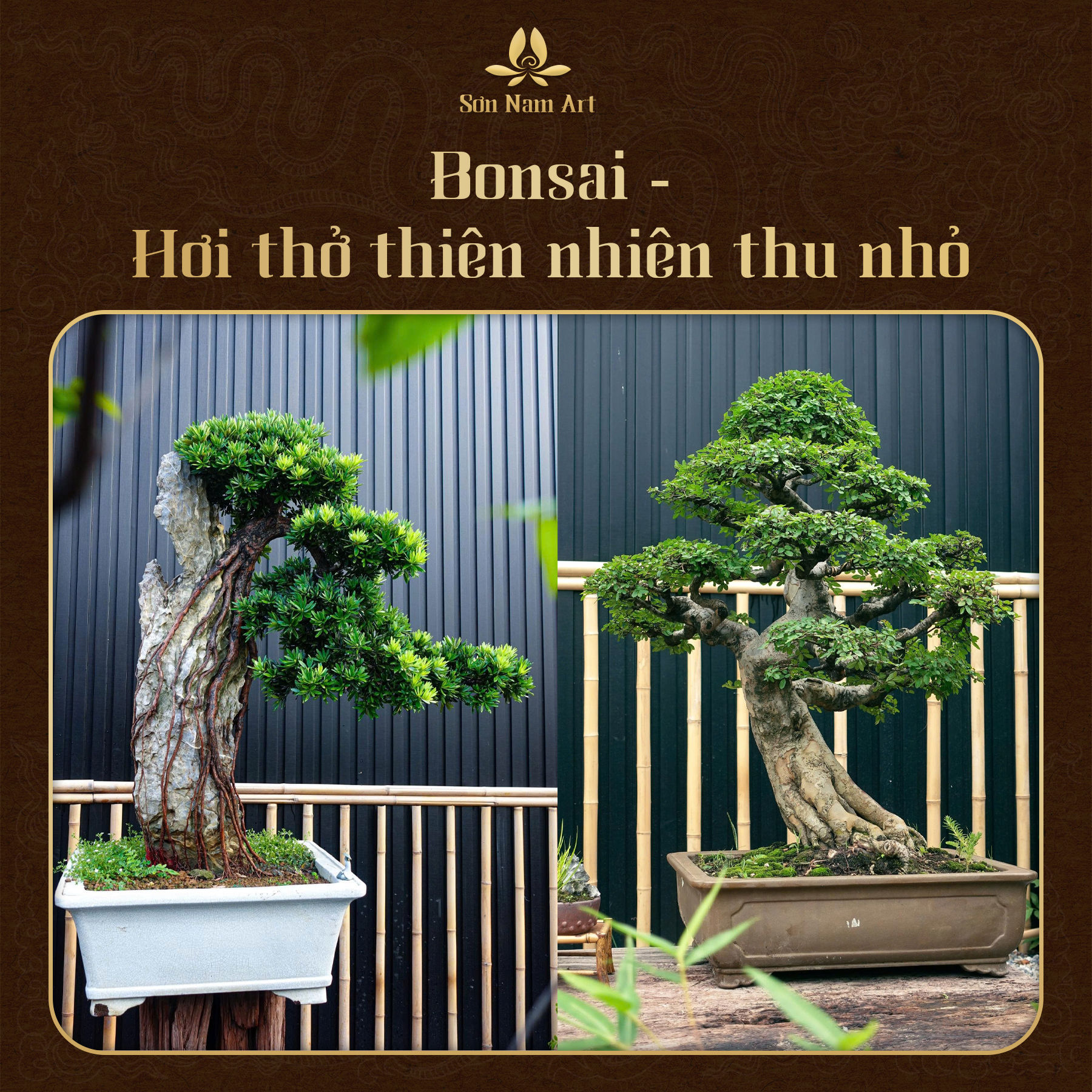 Bonsai - Hơi thở thiên nhiên thu nhỏ